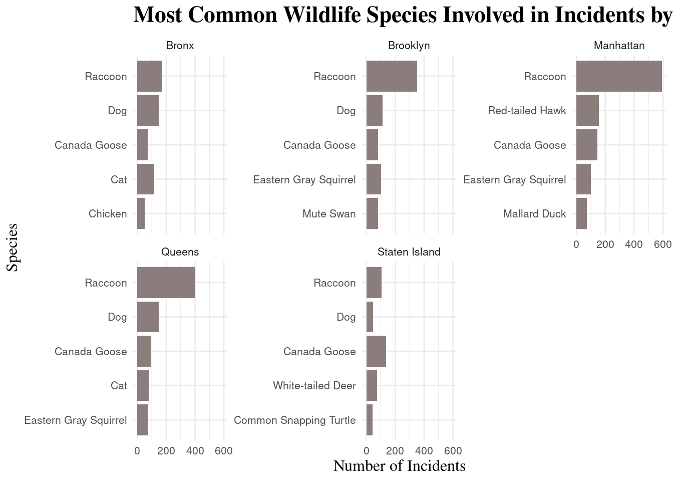 Faceted horizontal bar charts showing the five most frequently reported wildlife species in each NYC borough, with bar length representing incident counts.