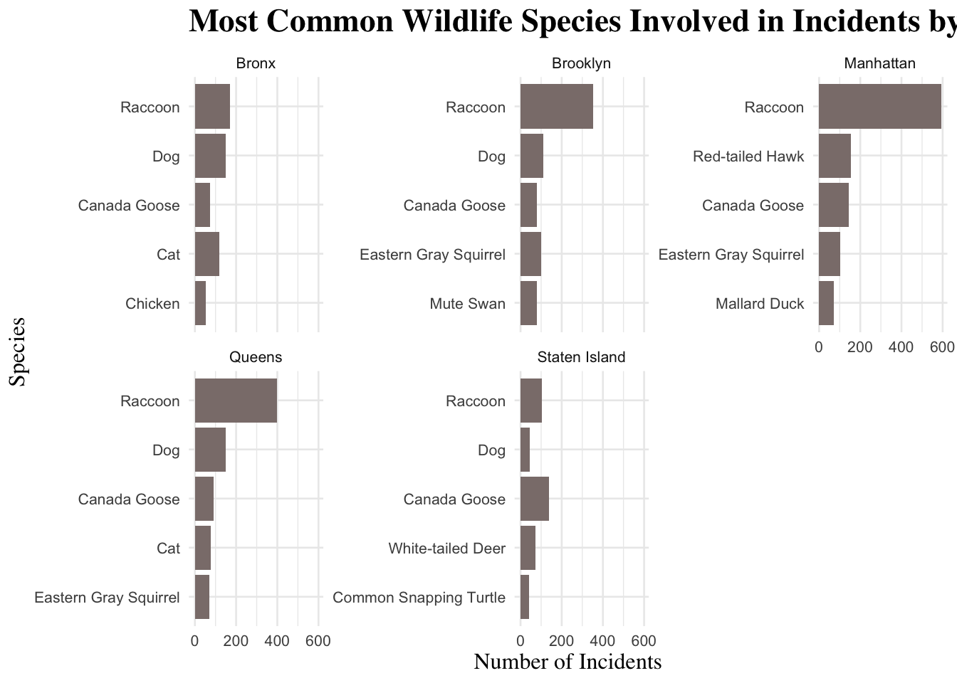 Faceted horizontal bar charts showing the five most frequently reported wildlife species in each NYC borough, with bar length representing incident counts.
